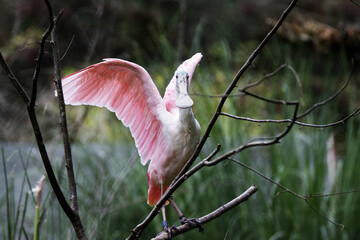 a single Roseate spoonbill (Platalea ajaja) with wings outstretched isolated on a natural green background - obrazy, fototapety, plakaty