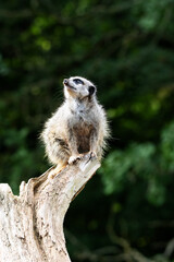 a single Slender tailed meerkat (Suricata suricatta) standing guard on a tree stump isolated on a...