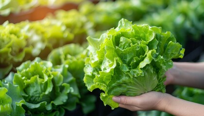 Hand holding crisp lettuce leaves with blurred background for text, selective lettuce assortment