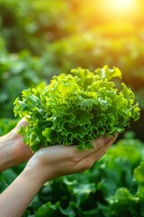 Hand holding fresh lettuce leaves, selective assortment on blurred background with text space