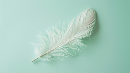 Pastel feather decor highlighting simplicity and elegance, showcased on a subtle mint background