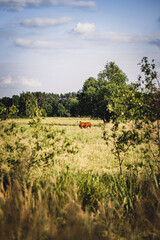 Kuh in einer schönen Landschaft