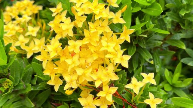 West Indian Jasmine in yellow color. Yellow Ixora chinensis flower in the garden.