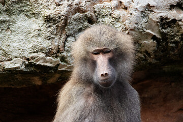 close up of a single Hamadryas baboon (Papio hamadryas) with rocks in the background