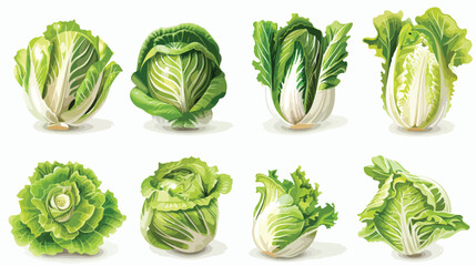Set of fresh Chinese cabbage on white background vector