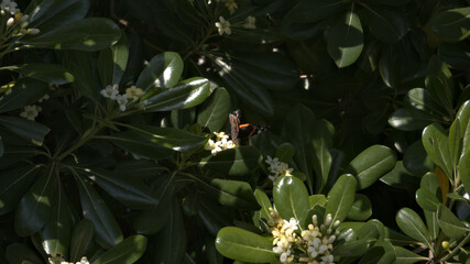 Farfalla sul pitosforo in primavera