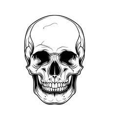 detailed pen-and-ink drawing of a human skull, with a shaded upper jaw and nasal cavity