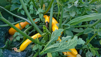 a bunch of yellow squash or zucchini are growing in a garden