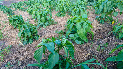 Sweet pepper bushes grow in open ground with straw mulch