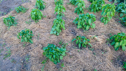 Sweet pepper bushes grow in open ground with straw mulch