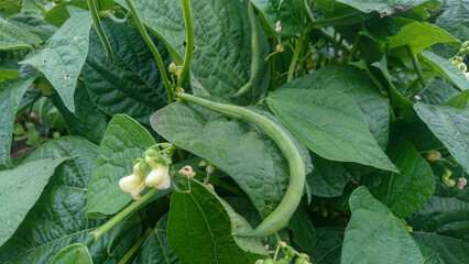 a bunch of green beans with the seeds on them.