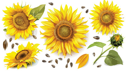 Collage of sunflowers with oil and seeds on white background