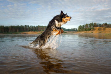 An exuberant Border Collie dog leaps through the shallow waters of a tranquil lake, splashing...