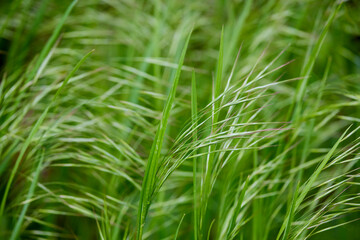 close up with wild grass in the background blur,