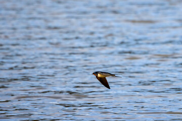 a barn swallow (Hirundo rustica) flies over a lake in search of insects