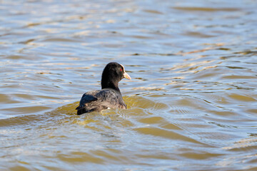 Eurasian coot (Fulica Atra) on water, swimming