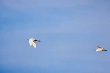 Great egret (Ardea alba) in flight against blue sky