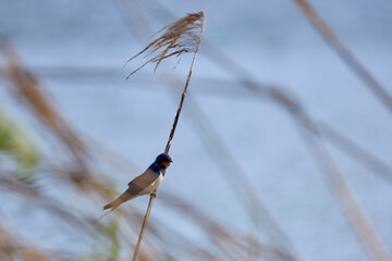 swallows standing on a reed next to a water.