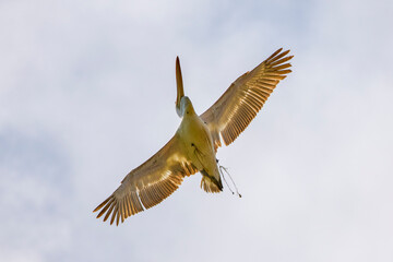 pelican in flight in the sky migrating towards the Danube delta.