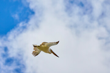 pelican in flight in the sky migrating towards the Danube delta.