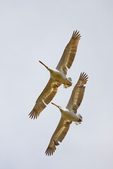 pair of pelicans in flight in the sky migrating towards the Danube delta.