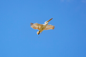 pelican in flight in the sky migrating towards the Danube delta.
