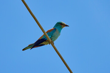 (Coracias garrulus) standing on a power wire.