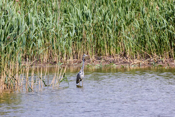 Grey heron standing in a swamp