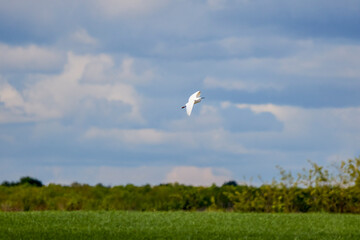 Great egret (Ardea alba) in flight against blue sky