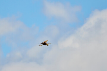 Image of a flying purple heron in the sky.