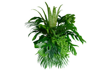 Tropical leaves of Asia isolated on transparent background .( monstera, palm, coconut leaf, fern,...