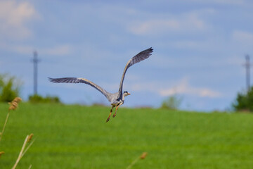 Grey heron in flight (Ardea cinerea)