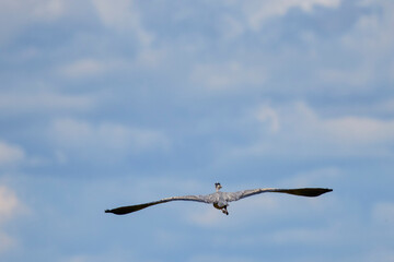 Grey heron in flight (Ardea cinerea)