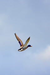 a male wild duck in flight in the sky