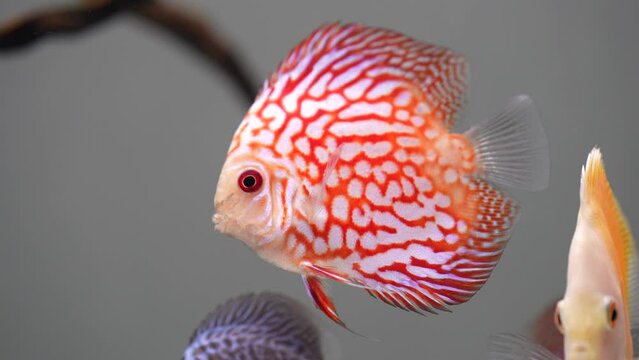 View of discus fish swimming in aquarium. Tropical fishes. Beautiful backgrounds. 