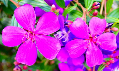 Beautiful purple Tibouchina flowers in the garden at autumn.