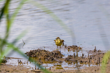 image of Motacilla flava near a water.