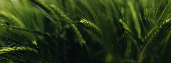 Unripe green barley cereal crops in cultivated field