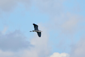 Grey heron in flight (Ardea cinerea)