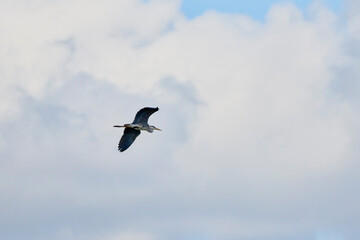 Grey heron in flight (Ardea cinerea)