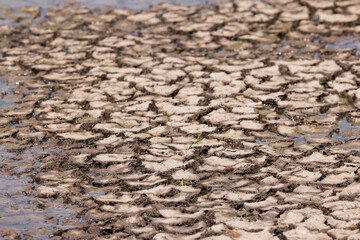 Part of a Huge Area of Dried Land Suffering from Drought - in Cracks