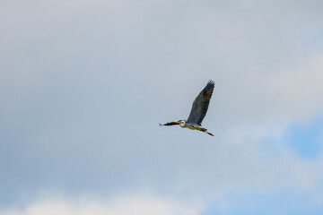 Grey heron in flight (Ardea cinerea)