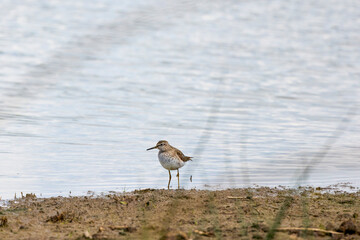 Wood sandpiper (Tringa glareola) by the water edge