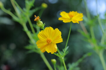 cosmos,flower, nature, yellow, garden, summer, plant, cosmos,flowers, blossom, spring, bee, flora, beauty, insect, macro, sunflower, daisy, color, petal, bloom, grass, petals, beautiful, fly, floral, 