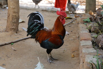rooster, chicken, bird, animal, farm, cockerel, poultry, hen, fowl, isolated, feather, red, beak, nature, colorful, agriculture, domestic, white, rural, comb, feathers, food, meat, livestock, brown