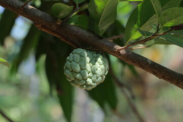 fruit, food, green, fresh, tree, plant, isolated, organic, nature, custard apple, bergamot, custard, tropical, apple, hop, ripe, leaf, healthy, lime, white, vegetable, agriculture, raw, freshness, kaf