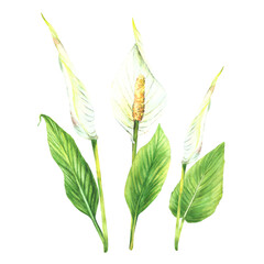 Tropical leaves, anthurium flowers bunch, jungle plants. House plants leaf, flamingo flowers, exotic tropical foliage. Clipart for print Watercolor hand drawn illustration. Isolated white background. 