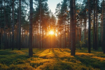 Fototapeta premium A tranquil forest scene as the sunrise beams peek through the trees, creating a serene and mystical morning atmosphere