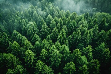 An enchanting aerial view of a dense pine forest shrouded in mist, highlighting the beauty of nature