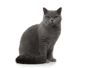 Pretty and proud british shorthaired cat sitting looking at the camera isolated on a white...